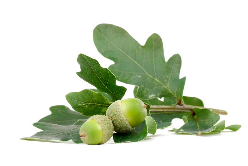 Oak leaves