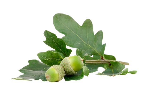 Oak leaves